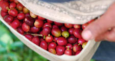Arabica nebo Robusta
